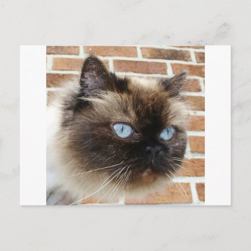 Himalayan cat photo with blue eyes postcard