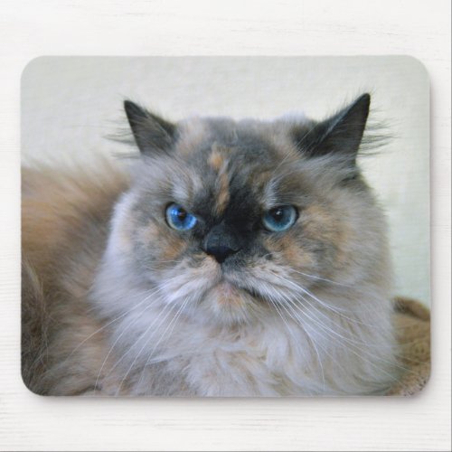 Himalayan Cat with Blue Eyes Mouse Pad