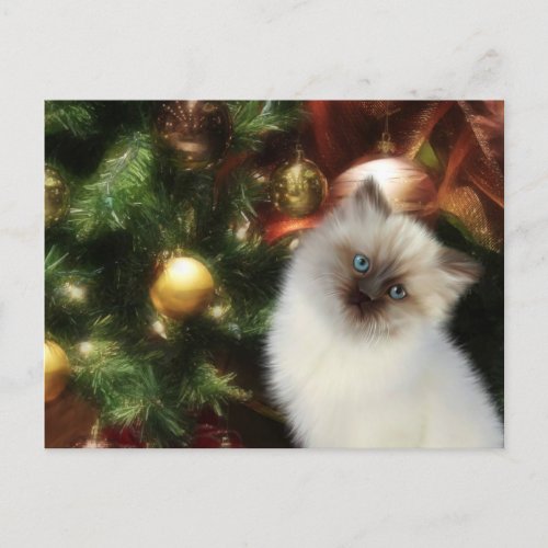Himalayan kitty Christmas Holiday Postcard