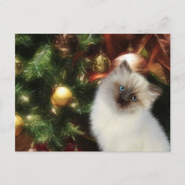 Himalayan kitty Christmas Holiday Postcard (Front)