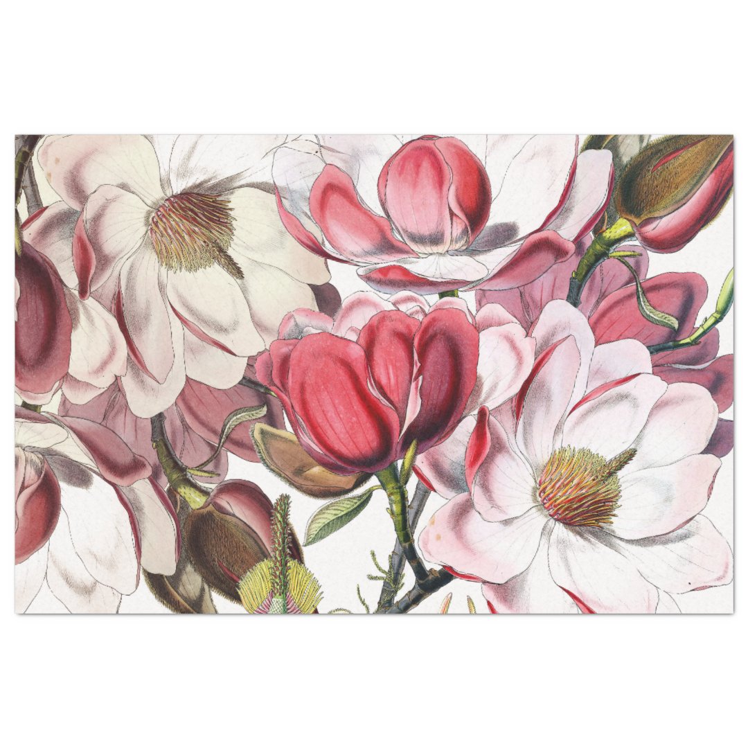 HIMALAYAN MAGNOLIA TISSUE PAPER | Zazzle