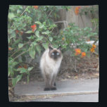 Himalayan Mix Cat Bandana<br><div class="desc">add text or upload your own image</div>