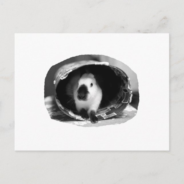 Himalayan Rabbit BW Photo in round can Postcard (Front)