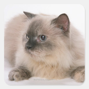Himalayan Square Sticker