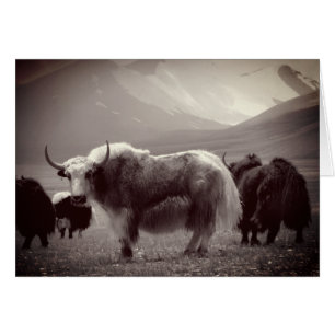 Himalayan Yaks, Mountains, Ladakh & Tibet Cards