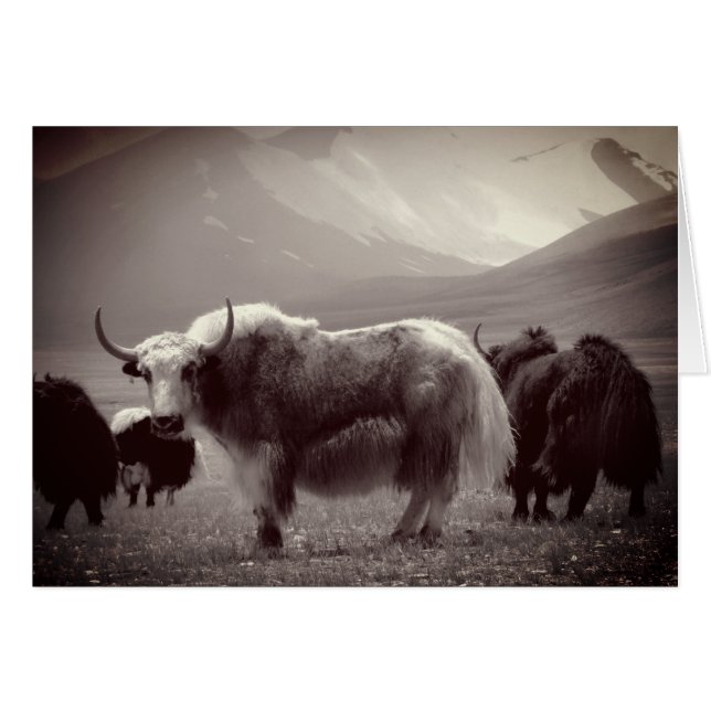 Himalayan Yaks, Mountains, Ladakh & Tibet Cards (Front Horizontal)
