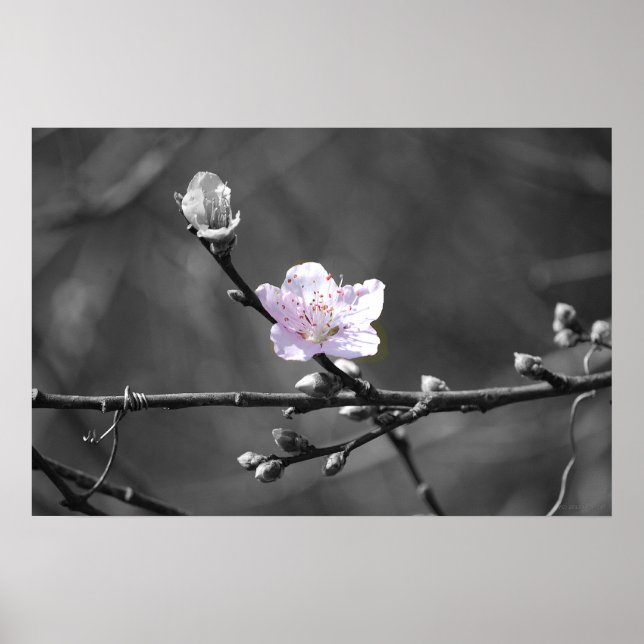 Hint of Pink Cherry Blossom Poster (Front)
