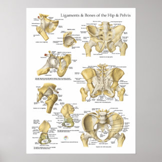 Hip and Pelvis Ligaments Bones Anatomy Chart