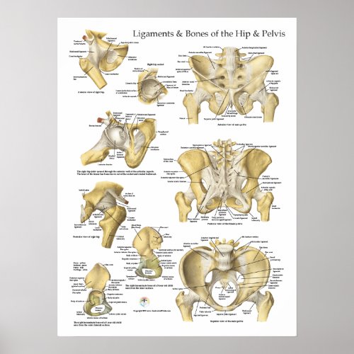 Hip and Pelvis Ligaments Bones Anatomy Chart