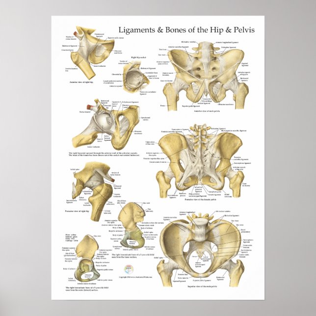 Hip Pelvis Anatomy Ligaments and Bones Poster (Front)