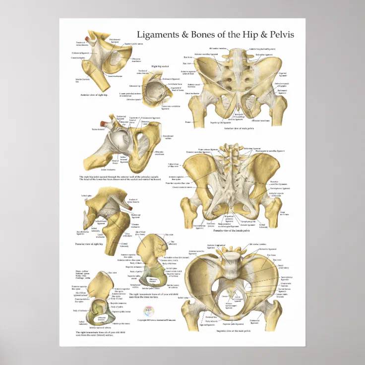 pelvic bones