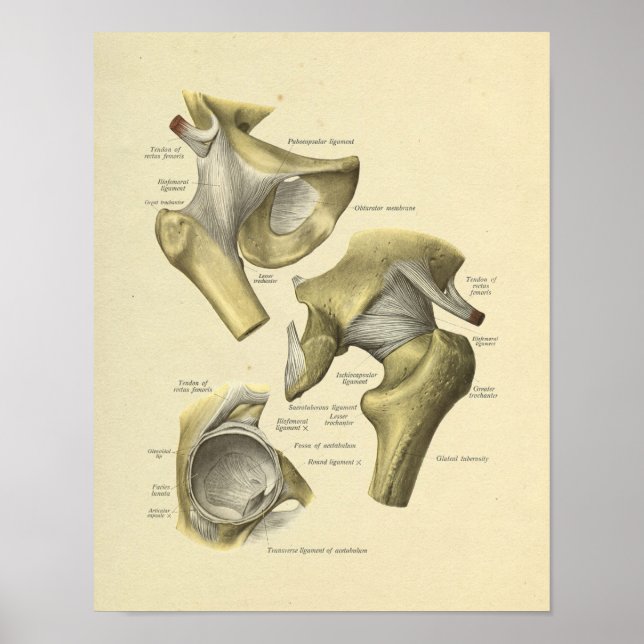 Hip Pelvis Joint Anatomy Bones Print (Front)