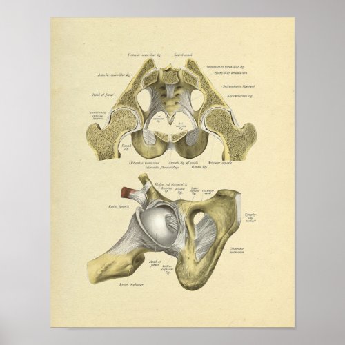 Hip Pelvis Joint Anatomy Bones Print