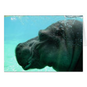 Hippo (Front Horizontal)