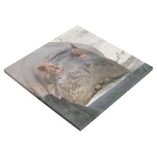 Hippo_20171101_by_JAMFoto Gallery Wrap