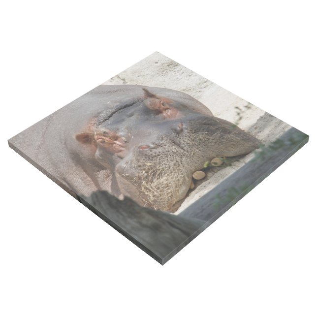 Hippo_20171101_by_JAMFoto Gallery Wrap (3/4)