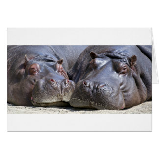 Hippo-78352 Cards