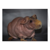 Hippo? Card (Front Horizontal)