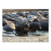 Hippo Card - Blank inside (Front Horizontal)