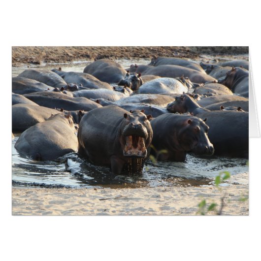 Hippo Card - Blank inside (Front Horizontal)