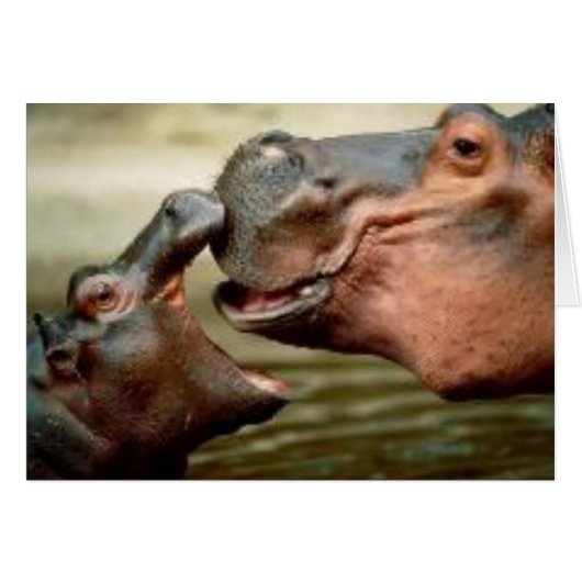 HIPPO CARDS (Front Horizontal)