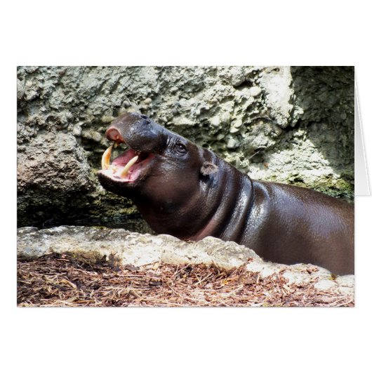 Hippo Cards (Front Horizontal)