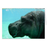 Hippo Cards