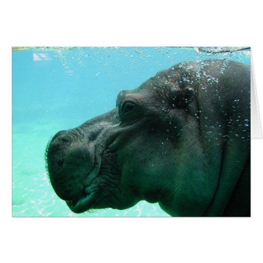 Hippo Cards (Front Horizontal)