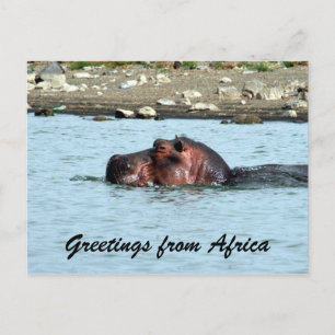 hippo greetings postcard