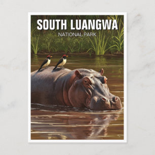 Hippo in South Luangwa National Park Zambia Postcard