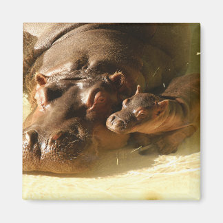 hippo magnet