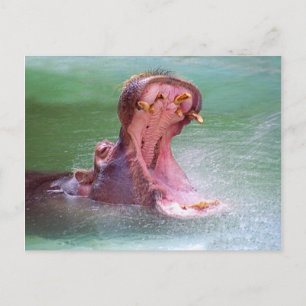 Hippo Mouth Open Postcard