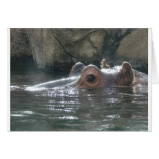 Hippo Peek a Boo Cards