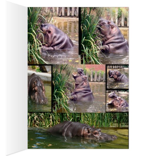 Hippo Photo Collage, (Inside (Right))