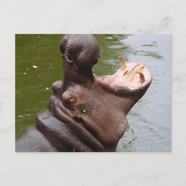 Hippo Postcard (Front)
