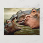 Hippo Postcard at Zazzle