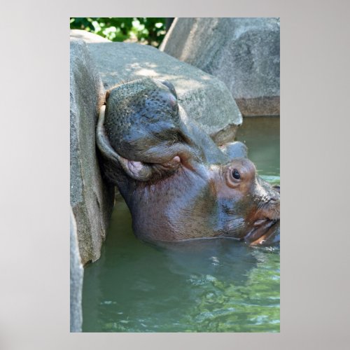 Hippo Poster
