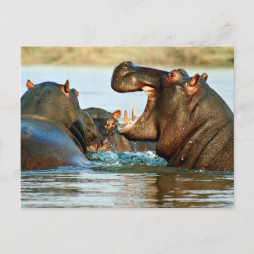 Hippo _ River Horse Postcard