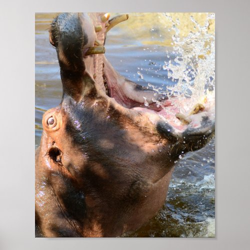 Hippo Splash Poster