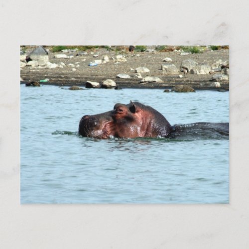 hippo swim postcard