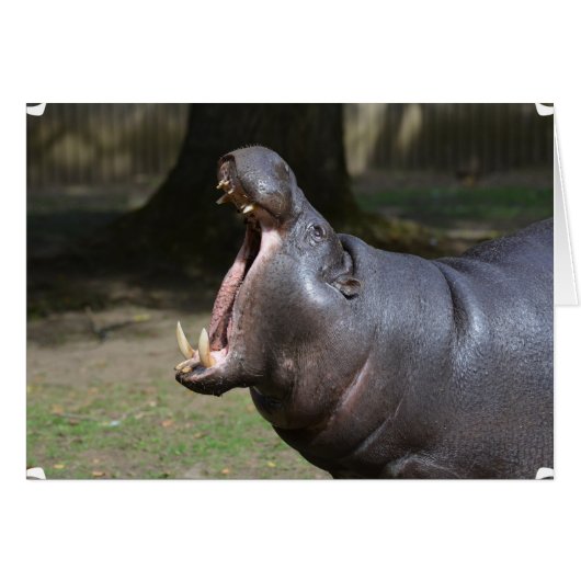 Hippo with His Mouth Open Cards (Front Horizontal)
