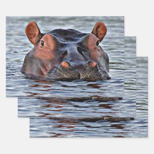 hippo wrapping paper sheets
