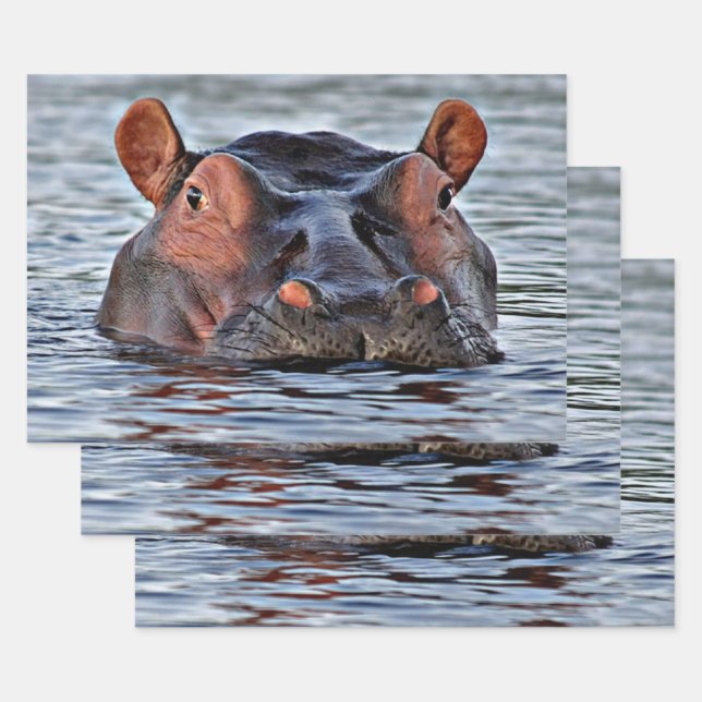 hippo wrapping paper sheets (Set)