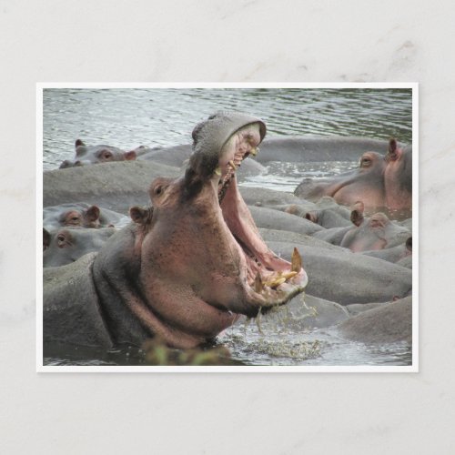 hippo yawn postcard
