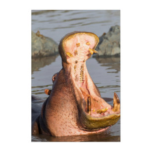Hippo yawning, Tanzania Acrylic Print