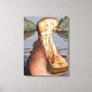 Hippo yawning, Tanzania Canvas Print