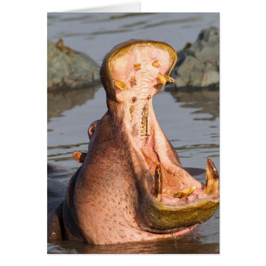 Hippo yawning, Tanzania Cards (Front)