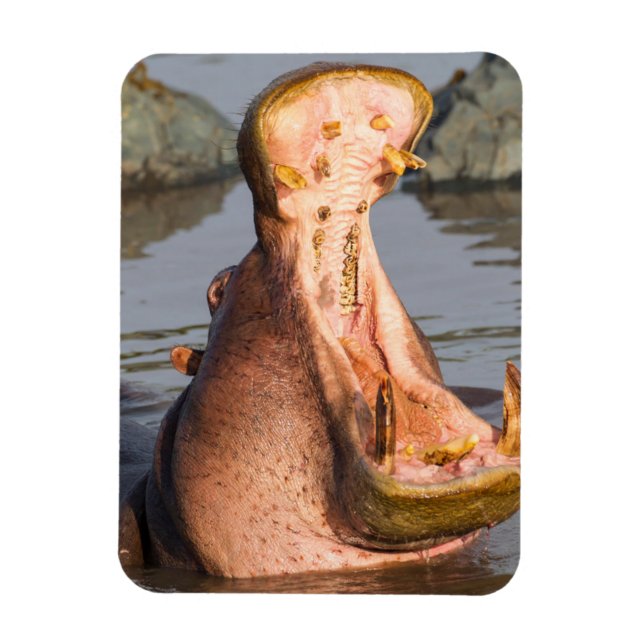 Hippo yawning, Tanzania Magnet (Vertical)