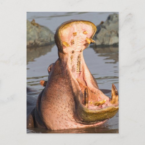 Hippo yawning Tanzania Postcard