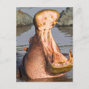 Hippo yawning, Tanzania Postcard